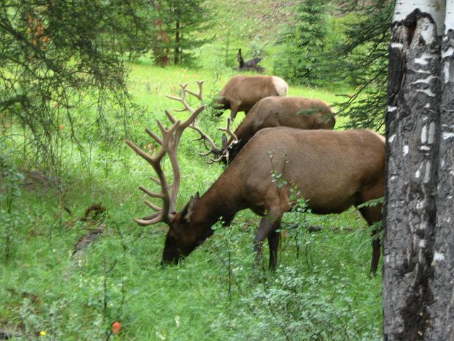 Canadian Rockies-208.JPG - Elk on Bow Valley Parkway